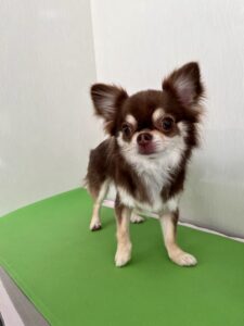 ざらめちゃんのトリミング写真