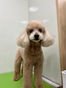 ショコラちゃんのトリミング写真