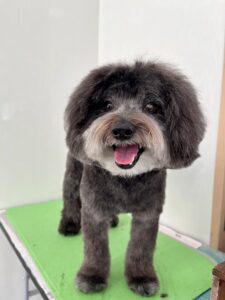 ころんくんのトリミング写真