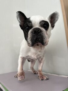 3月18日のわんこたちの写真