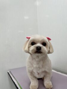 ちゃちゃちゃんのトリミング写真