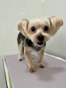 香夢(かなみ)ちゃんのトリミング写真