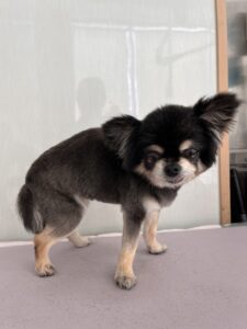 ＭＯＭＯちゃんのトリミング写真