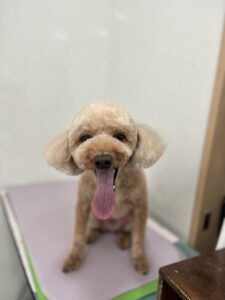 チョコンくんのトリミング写真