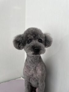 くろくんのトリミング写真