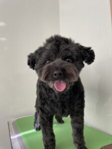 むさしくんのトリミング写真