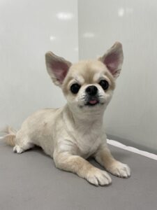 りおちゃんのトリミング写真