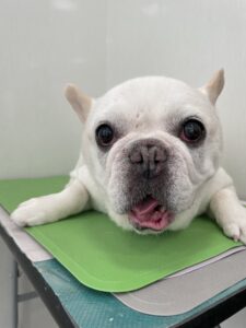 まるちゃんのトリミング写真