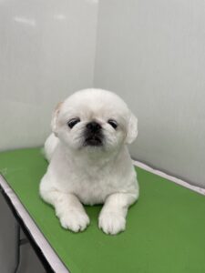 ペコちゃんのトリミング写真