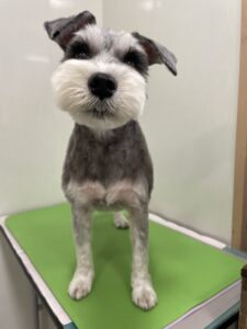 はるちゃんのトリミング写真