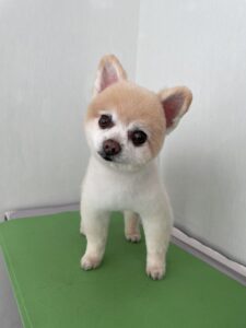 チロくんのトリミング写真