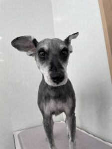 ロッキーくんのトリミング写真