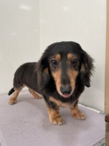 ひなちゃんのトリミング写真