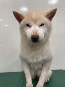 チロちゃんのトリミング写真