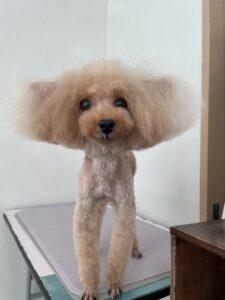 3月9日のわんこたちの写真