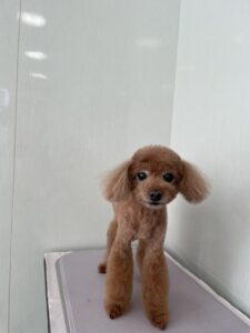 れおんくんのトリミング写真