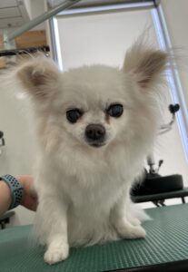 ナナちゃんのトリミング写真