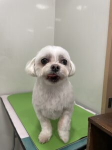 ライくんのトリミング写真