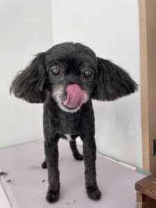 レオくんのトリミング写真