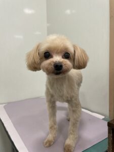 ふわりちゃんのトリミング写真