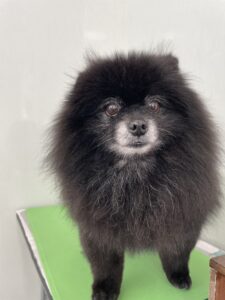 3月16日のわんこたちの写真