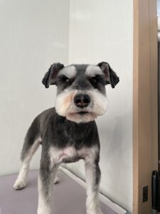 カイくんのトリミング写真