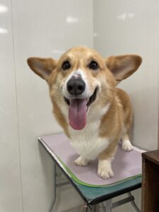 ラルフくんのトリミング写真