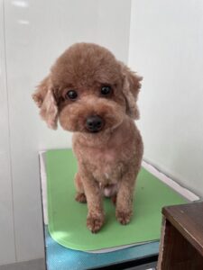 ラテくんのトリミング写真