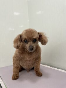 クックくんのトリミング写真