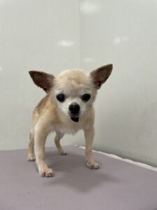 ミロくんのトリミング写真