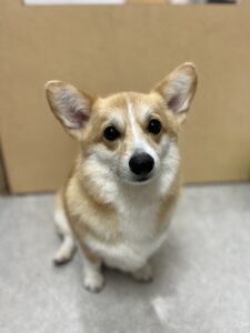 ｃｏｃｏａ(ココア)ちゃんのトリミング写真