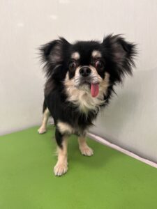 moko(もこ)ちゃんのトリミング写真