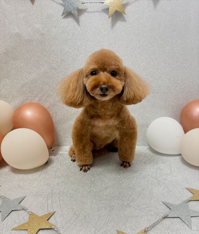 アニマルホスピタル 久世郡久御山町の動物病院なら、アニマルホスピタルくみやま